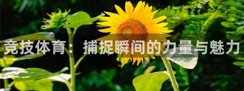 竞技体育：捕捉瞬间的力量与魅力