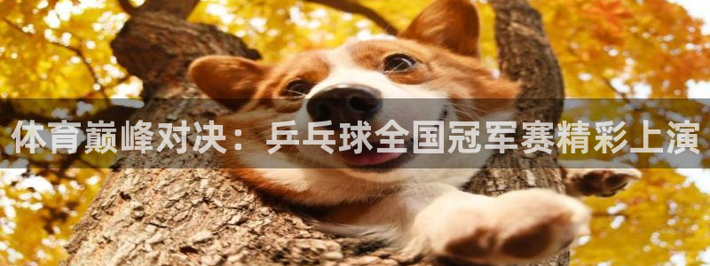 体育巅峰对决：乒乓球全国冠军赛精彩上演
