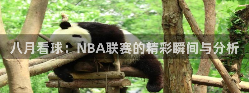 八月看球：NBA联赛的精彩瞬间与分析